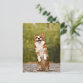 Carte postale Photo Corgi souriante (Debout devant)