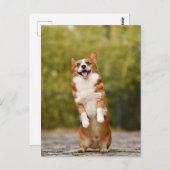 Carte postale Photo Corgi souriante (Devant / Derrière)