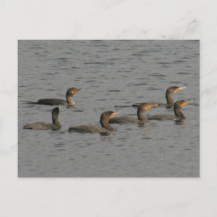 Carte postale photo Cormorants à deux mâts