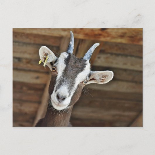 Carte Postale Photo Cute Brown et White Goat (Devant)