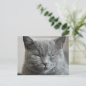 Carte Postale Photo Cute Gray Kitty Visage (Debout devant)