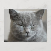 Carte Postale Photo Cute Gray Kitty Visage (Devant)