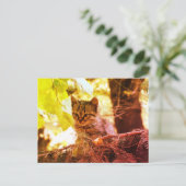 Carte postale photo Cute Kitten (Debout devant)