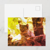 Carte postale photo Cute Kitten (Devant / Derrière)