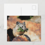 Carte postale photo Cute Mouse Mating Greens (Devant / Derrière)