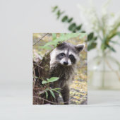 Carte postale photo Cute Raccoon (Debout devant)