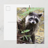 Carte postale photo Cute Raccoon (Devant / Derrière)