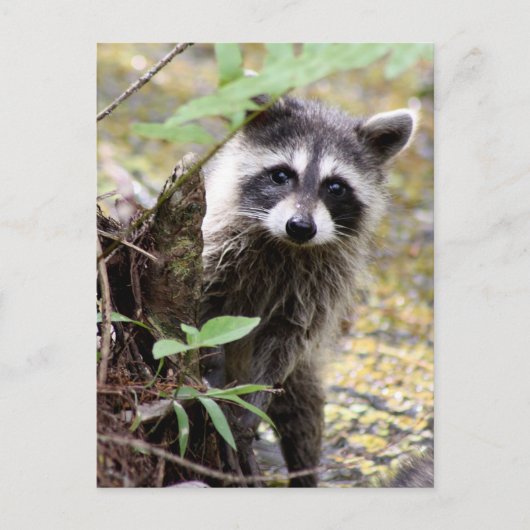 Carte postale photo Cute Raccoon (Devant)