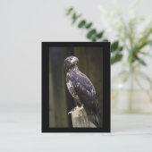 Carte postale photo d'aigle royal (Debout devant)