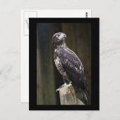 Carte postale photo d'aigle royal (Devant / Derrière)