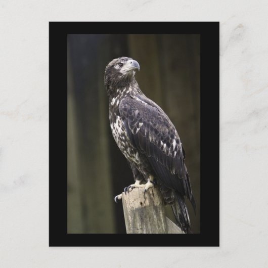 Carte postale photo d'aigle royal (Devant)