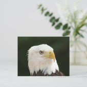 Carte postale photo d'aigle royal (Debout devant)