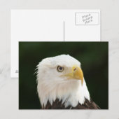 Carte postale photo d'aigle royal (Devant / Derrière)