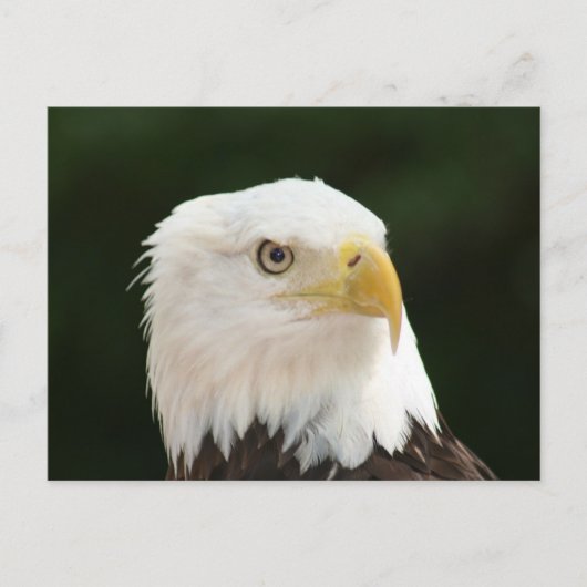 Carte postale photo d'aigle royal (Devant)