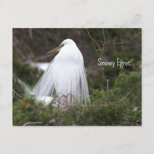 Carte postale photo d'Aigrette neigeuse