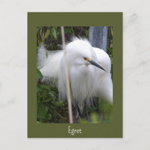 Carte postale photo d'Aigrette neigeuse