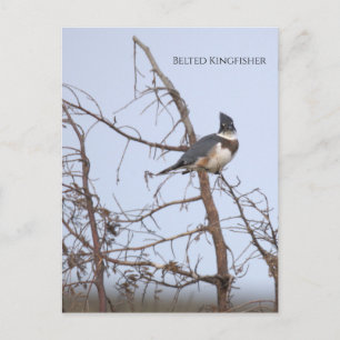 Carte postale photo d'Alcedo Alcyon