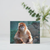 Carte Postale Photo d'animal de faune de singe langur (Debout devant)
