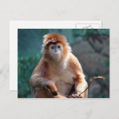 Carte Postale Photo d'animal de faune de singe langur (Devant / Derrière)