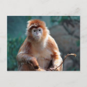 Carte Postale Photo d'animal de faune de singe langur (Devant)