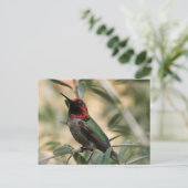 Carte Postale Photo d'Anna's Hummingbird (Debout devant)