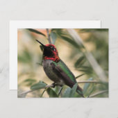 Carte Postale Photo d'Anna's Hummingbird (Devant / Derrière)