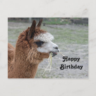 Carte Postale Photo d'anniversaire d'alpaca mangeant du foin