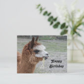Carte Postale Photo d'anniversaire d'alpaca mangeant du foin (Debout devant)