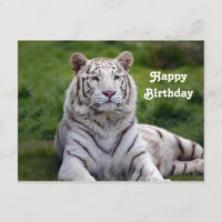 Photo d'anniversaire de beau tigre blanc