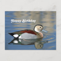 Photo d'anniversaire de canard sarcelle à collier