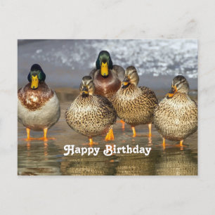 Carte Postale Photo d'anniversaire de canards colverts sauvages