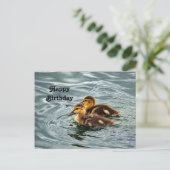 Carte Postale Photo d'anniversaire de canetons de canard colvert (Debout devant)