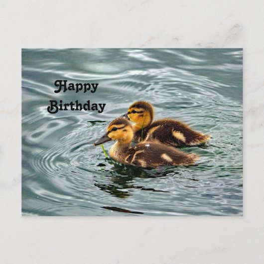 Carte Postale Photo d'anniversaire de canetons de canard colvert (Devant)