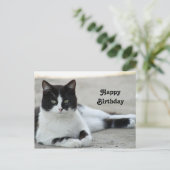 Carte Postale Photo d'anniversaire de chat noir et blanc en smok (Debout devant)