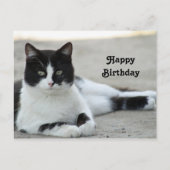 Carte Postale Photo d'anniversaire de chat noir et blanc en smok (Devant)