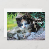 Carte Postale Photo d'anniversaire de chaton calico mignon (Devant / Derrière)