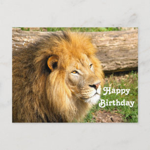 Carte Postale Photo d'anniversaire de lion africain sauvage