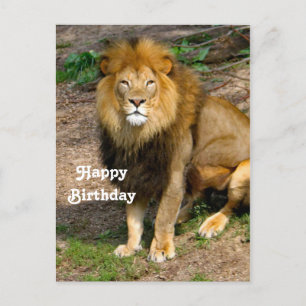Carte Postale Photo d'anniversaire de lion africain sauvage assi
