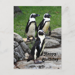 Carte Postale Photo d'anniversaire de Manchot africain sauvage