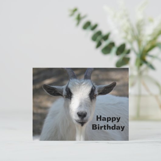 Carte Postale Photo d'anniversaire de portrait de chèvre blanche (Debout devant)