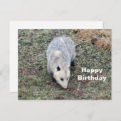Carte Postale Photo d'anniversaire d'opossum (Devant / Derrière)