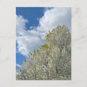 Carte Postale Photo d'Arbre Blanc Ciel Bleu Nuages