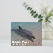 Carte Postale Photo dauphin en Floride (Debout devant)