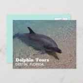 Carte Postale Photo dauphin en Floride (Devant / Derrière)