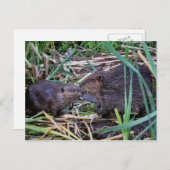 Carte Postale Photo de baisers des castors (Devant / Derrière)