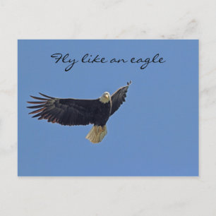 Carte Postale Photo de Bald Eagle