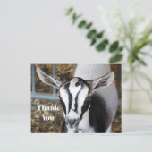 Carte Postale Photo de bébé chèvre mignon merci (Debout devant)