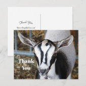 Carte Postale Photo de bébé chèvre mignon merci (Devant / Derrière)