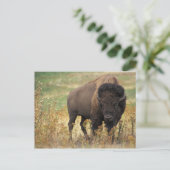 Carte Postale Photo de bison (Debout devant)