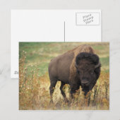 Carte Postale Photo de bison (Devant / Derrière)